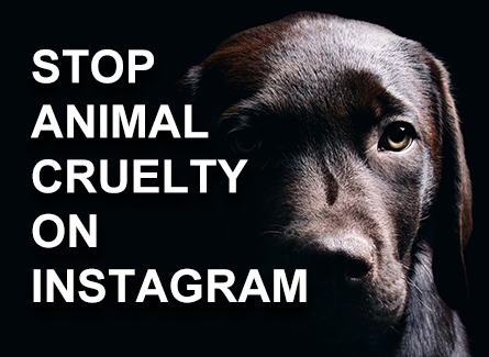 Stop Animal Cruelty on Instagram 