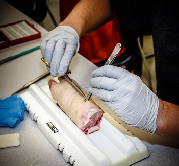 suture-pig1.jpg